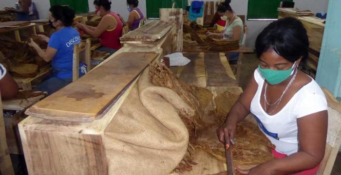  Más de 900 personas se han incorporado en el último mes, en Pinar del Río, al beneficio de tabaco. Foto: Ronald Suárez Rivas 
