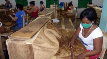  Más de 900 personas se han incorporado en el último mes, en Pinar del Río, al beneficio de tabaco. Foto: Ronald Suárez Rivas 