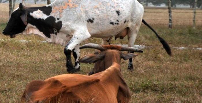 Los delitos contra el ganado mayor han mantenido una gran incidencia en la provincia de Sancti Spíritus en los últimos tiempos. Los delitos contra el ganado mayor han mantenido una gran incidencia en la provincia de Sancti Spíritus en los últimos tiempos.
